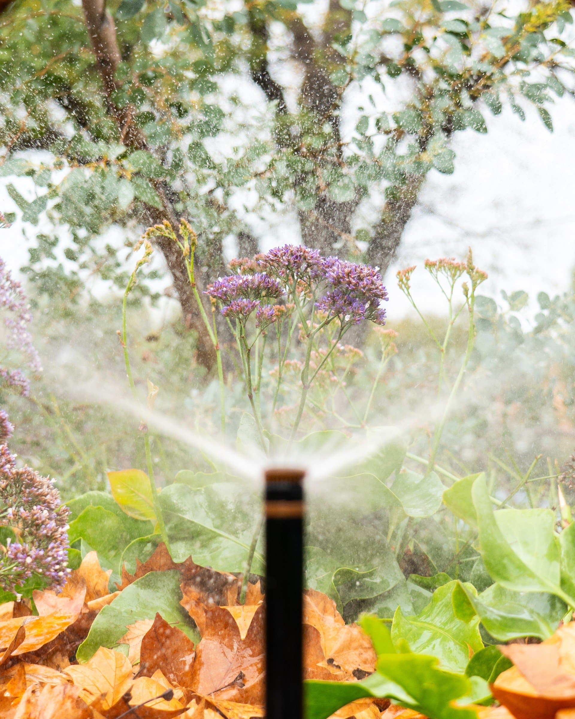 Automatic irrigation sprinkler operating within a landscaped garden